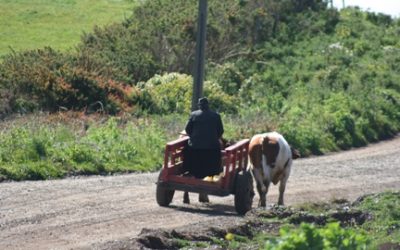 MOP inicia 19 contratos para mejorar 261 Km de caminos de comunidades mapuche